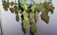Marijuana possession charges